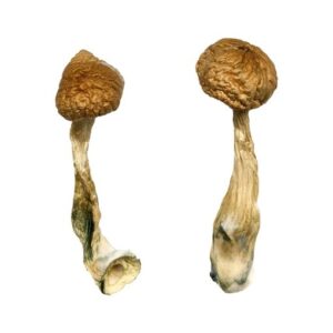 African Transkei Magic Mushrooms