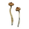 Escondido Magic Mushrooms