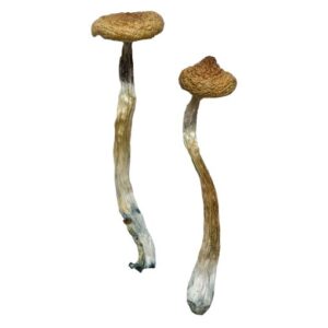 Escondido Magic Mushrooms