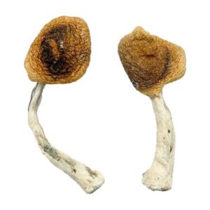 Ghelga Magic Mushrooms