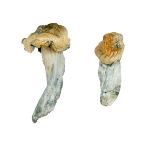 Gold-Member Magic Mushrooms