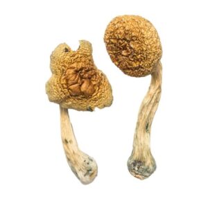 Golden Mammoth Magic Mushrooms