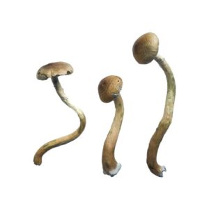 Golden Teacher Special Magic Mushrooms