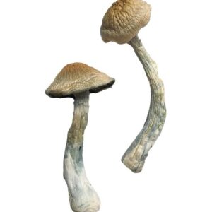 HillBilly Magic Mushrooms