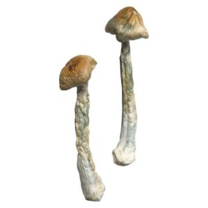 HillBilly Magic Mushrooms