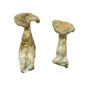 Leucistic Burma Magic Mushrooms