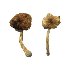 Lizard King Magic Mushrooms