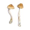 McKennaii Magic Mushrooms