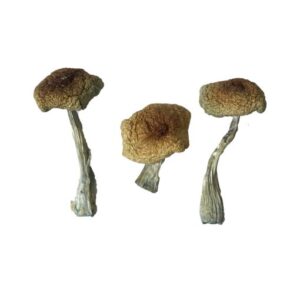 Psilocybe Aztecorum Magic Mushrooms