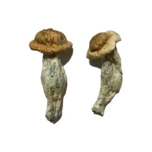 Shepherds Cut Penis Envy Magic Mushrooms