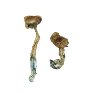 Texas Yellow Cap Magic Mushrooms