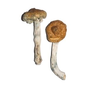 Vietnamese Magic Mushrooms