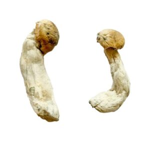 Yeti Magic Mushrooms