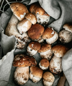Gourmet Portobello Mushrooms