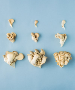 Mushroom Cookbook