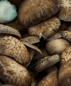 Mushroom Seasoning Blend