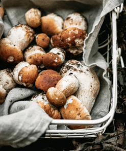 Fresh Organic Shiitake Mushrooms