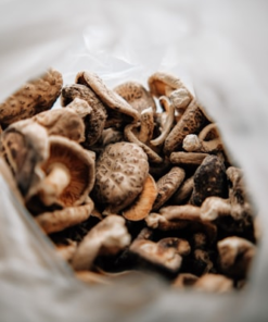 Fresh Oyster Mushrooms