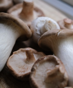 Mushroom Variety Box