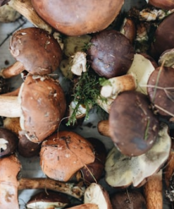 Dried Porcini Mushrooms