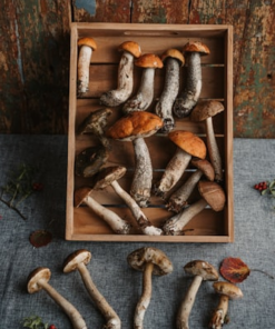 Mushroom Subscription Box