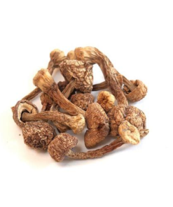 Buy Brazilian Magic Mushrooms