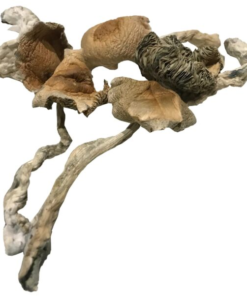 Buy Amazonian Magic Mushrooms Online