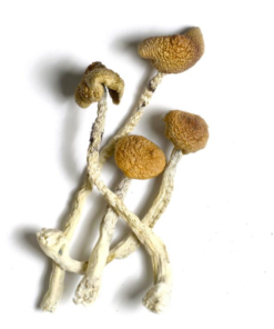 Buy Aztec Gods Magic Mushroom