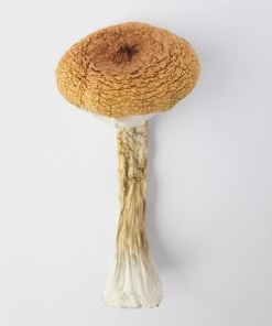 Buy Blue Meanie Magic Mushroom
