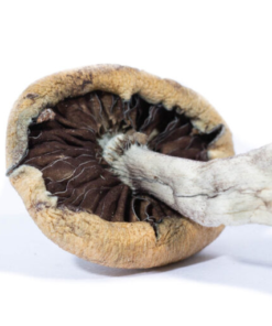 Buy Creeper Magic Mushrooms