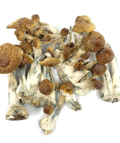 Buy Golden Mammoth Magic Mushroom