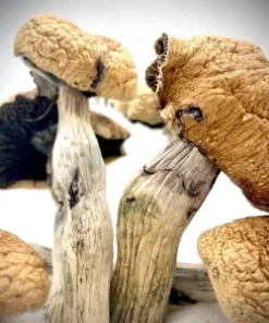 Buy lizard king magic mushrooms