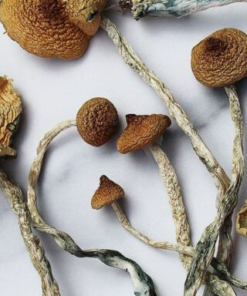 Buy Mazatepec Magic Mushrooms
