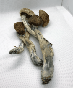 Buy Alacabenzi Magic Mushroom