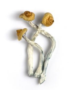 BUY ORISSA MAGIC MUSHROOM