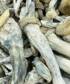 BUY THRASHER MAGIC MUSHROOMS