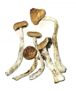 Buy Tidal Wave Penis Envy Magic Mushroom