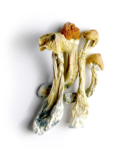 Buy Tri-Colour PE Magic Mushroom