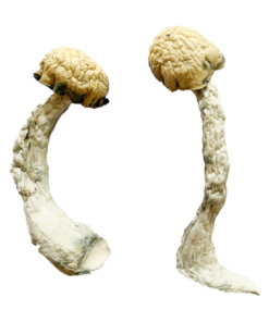 BUY TRINITY MAGIC MUSHROOM
