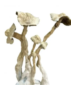 Buy A+ Magic Mushroom Online