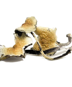 Buy Daddy Long Legs Magic Mushroom