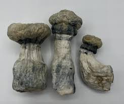 Buy Albino Penis Envy Mushrooms