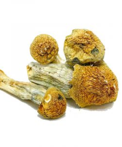 Buy Penis Envy Mushroom