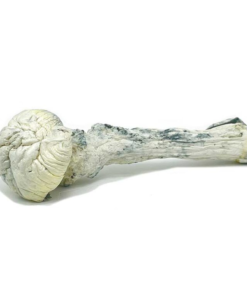 Buy Rusty White Magic Mushrooms